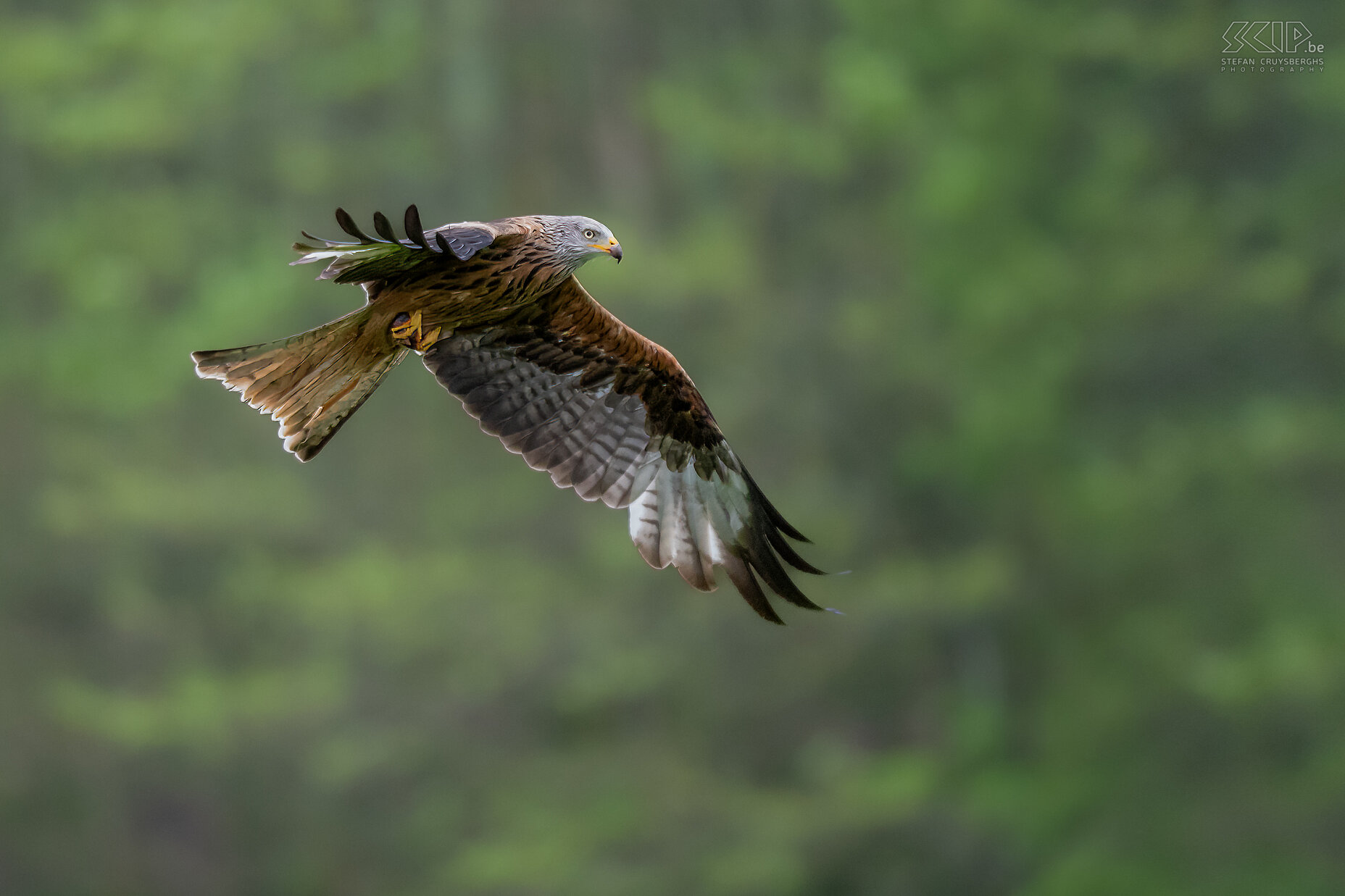 Argaty - Red kite Until the 16th century, the red kite was a protected bird in the UK, because this bird of prey kept the streets clean of rubbish and vermin. Afterwards, however, the red kite itself was labeled a pest and in 1871 the red kite became extinct in England and in 1879 in Scotland. In the period up to 1994, a total of 93 birds of Swedish and Spanish origin were released. The first boys were born in 1992. Since then, more and more groups have been deported to different parts of the UK. The red kite in the UK is now doing very well. The red kite can mainly be recognized by its fork-shaped tail and the dorsal side is reddish-brown with dark spots. The wingspan is 140-170 cm. Stefan Cruysberghs